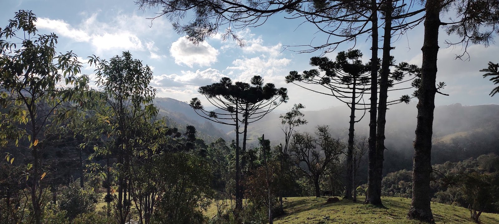 Araucárias diante das montanhas iluminadas pelo sol no caminho da Pedra da Macela