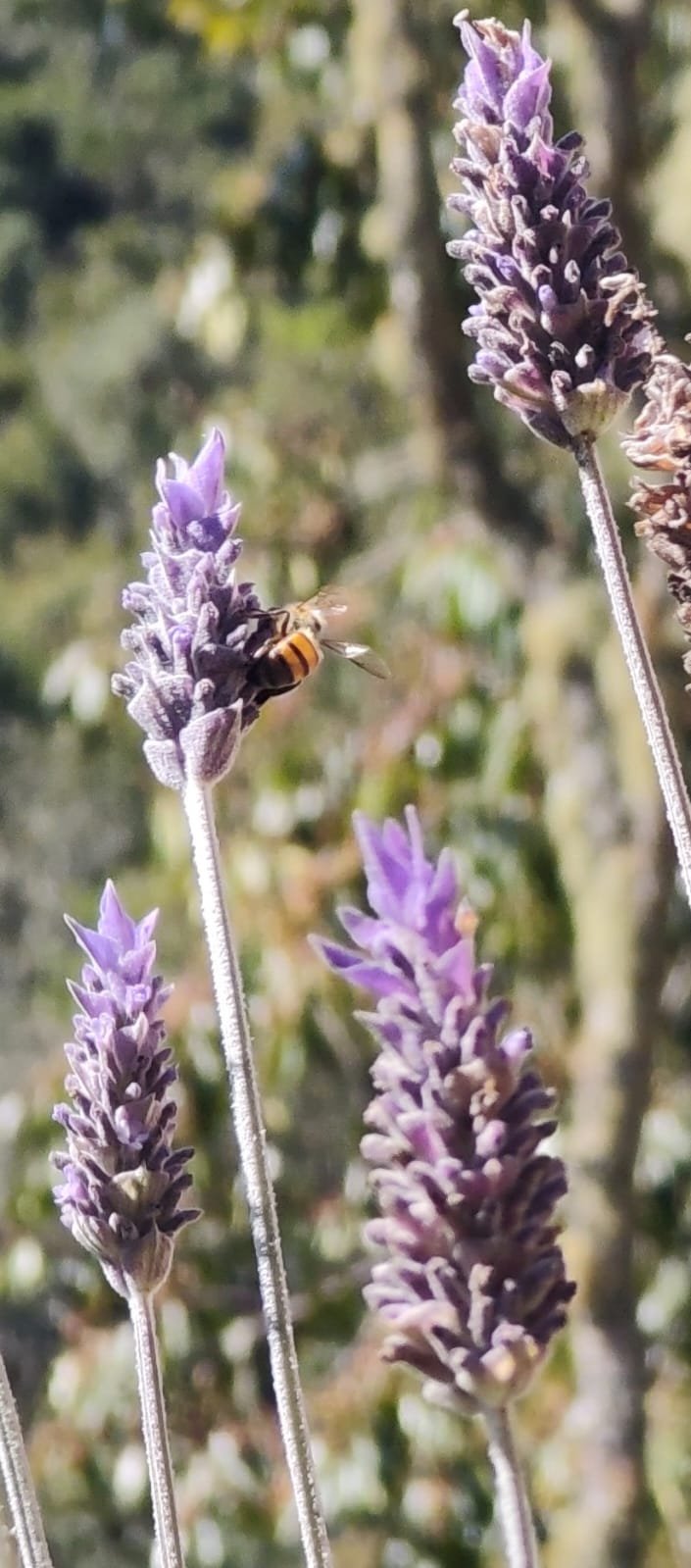 Abelha pousada em uma flor de lavanda em Cunha