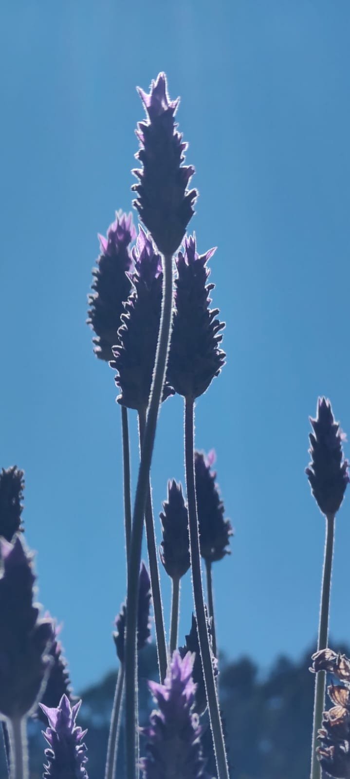Flores de lavanda recortadas contra o céu azul de Cunha