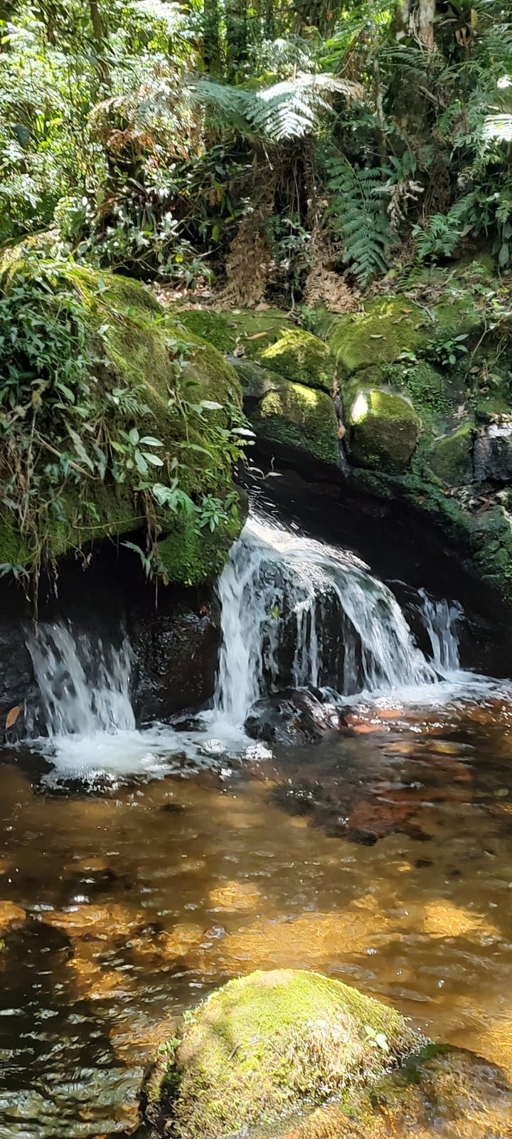Cachoerira das Bromelias